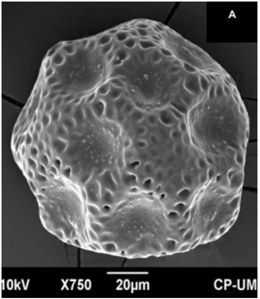  La microscopía electrónica de barrido en las ciencias agrícolas y pecuarias