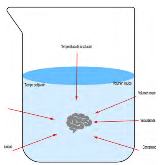 ¿Preparar o no a los especímenes biológicos para estudiarlos con el microscopio electrónico de barrido?