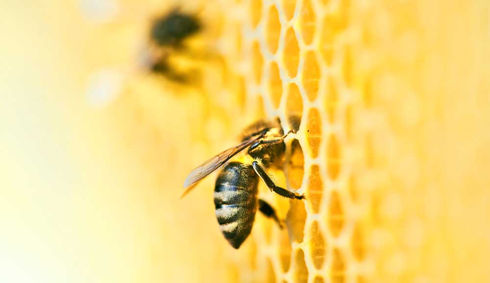 Alumnos de Responsabilidad Social realizan práctica en la Fundación Abejas de Barrio