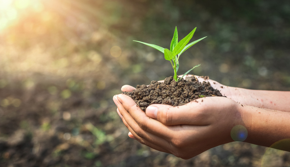 Día Internacional de la Conservación del Suelo: Un pilar para la sostenibilidad ambiental