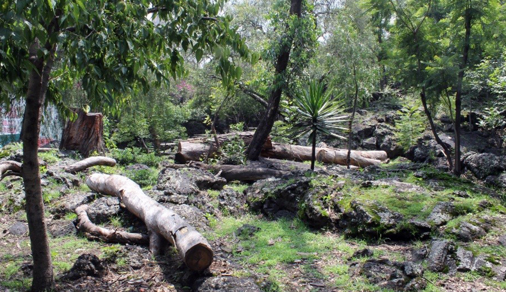 Miembros de Arquitectura investigan el impacto ecológico del crecimiento urbano en el Parque “Luis Barragán”